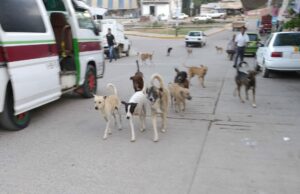 AYUTLA Perros cerca del mercado