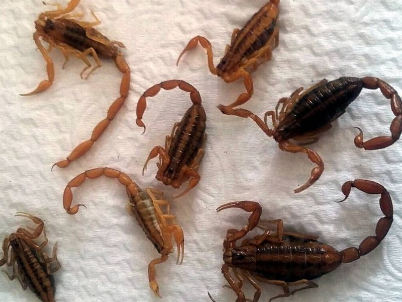 AZOYÚ DESABASTO SUERO