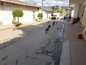 SAN LUIS JAURIA DE PERROS