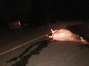 roja la res que provoco el accidente