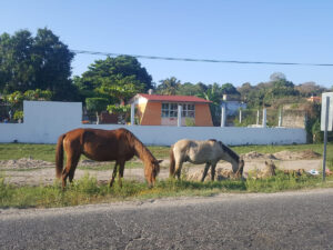 COPALA - Caballos sueltos en Copala