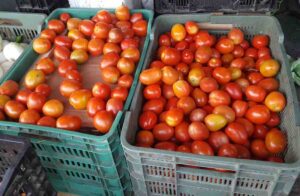 COPALA Tomate Saladette