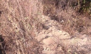 ROJA FOSAS EN IGUALA