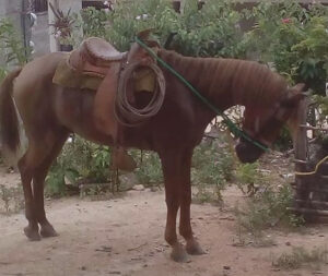 ROJA Los animales que fueron robados en La Ceniza (1)