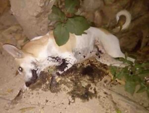 SAN LUIS LOS PERRITOS MUERTOS (2)
