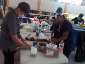 Marquelia Médicos del Centro de Adopción y Rescate Aminal estuvieron cobrando
