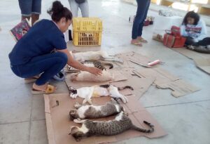 Marquelia Perros y gatos fueron esterilizados (1)
