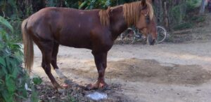 ROJA El caballo no tiene fierro