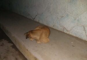 ROJA UNO DE LOS PERROS QUE DEAMBULAN EN LA CALLE MATAMOROS