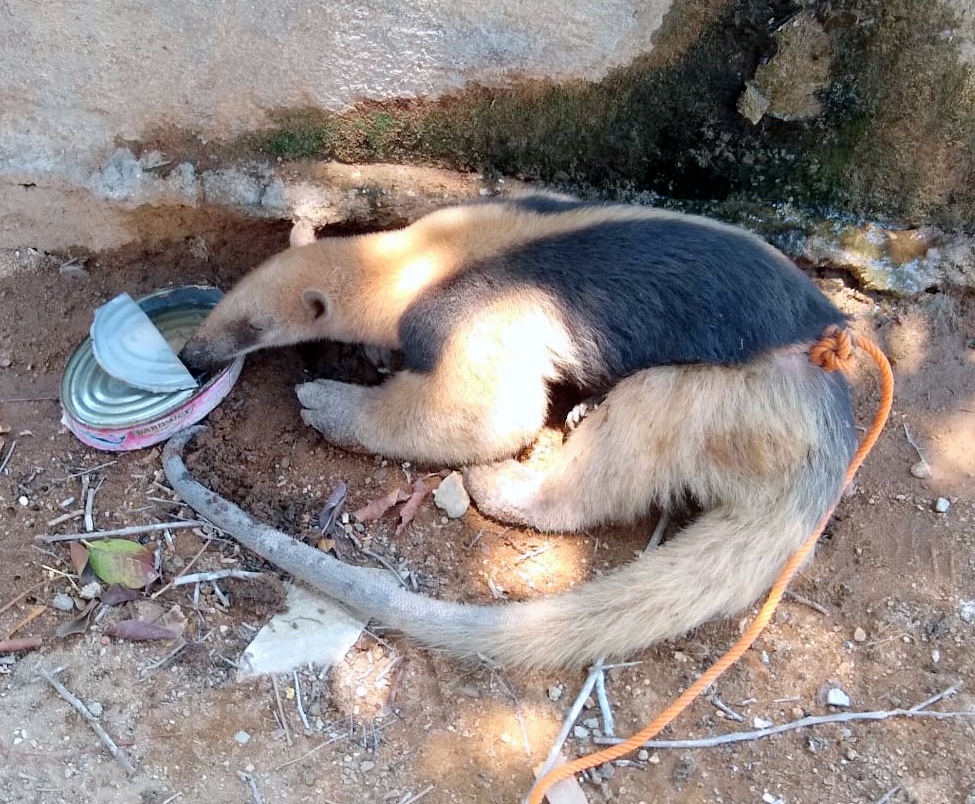 JUCHITÁN OSO HORMIGUERO (1)