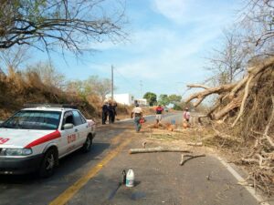 MARQUELIA TRABAJOS PARA RETIRAR EL ÁRBOL (3)