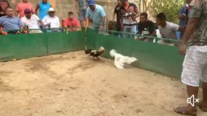SAN LUIS LA PELEA DE GALLOS