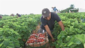 NACIONAL MEXICO CANADA PROGRAMA AGRICOLA