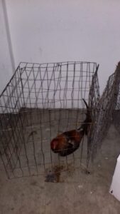 ROJA EL GALLO