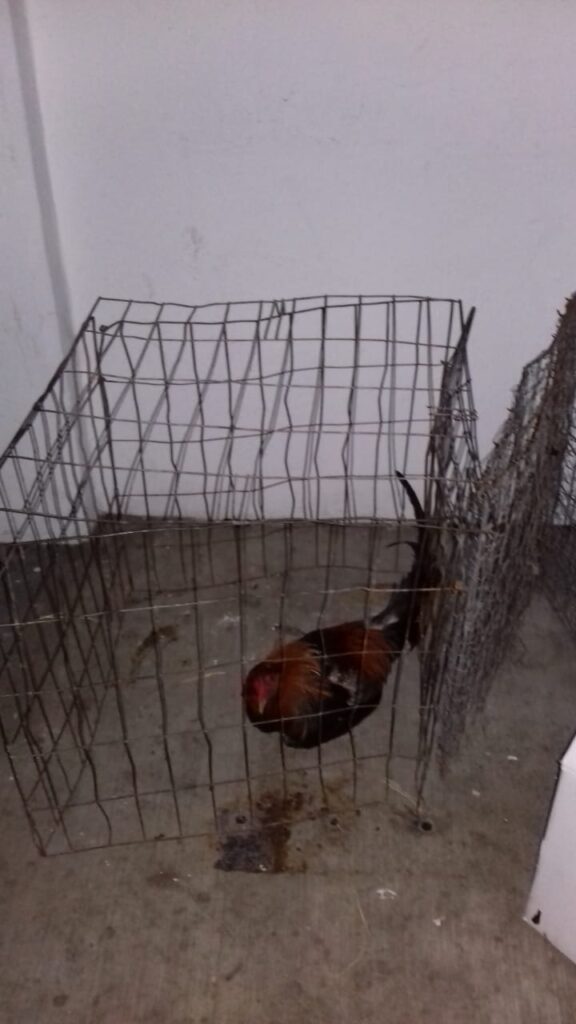ROJA EL GALLO