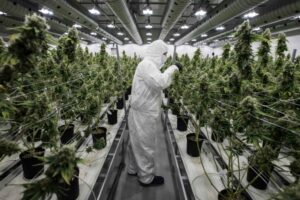 SOCIALES MARIHUANA LEGAL