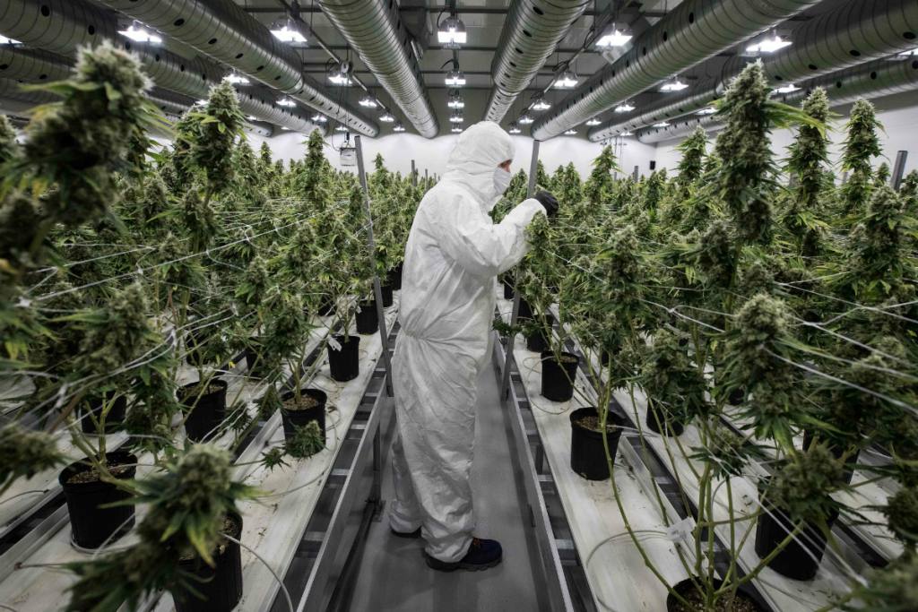 SOCIALES MARIHUANA LEGAL