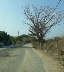 Marquelia La parota