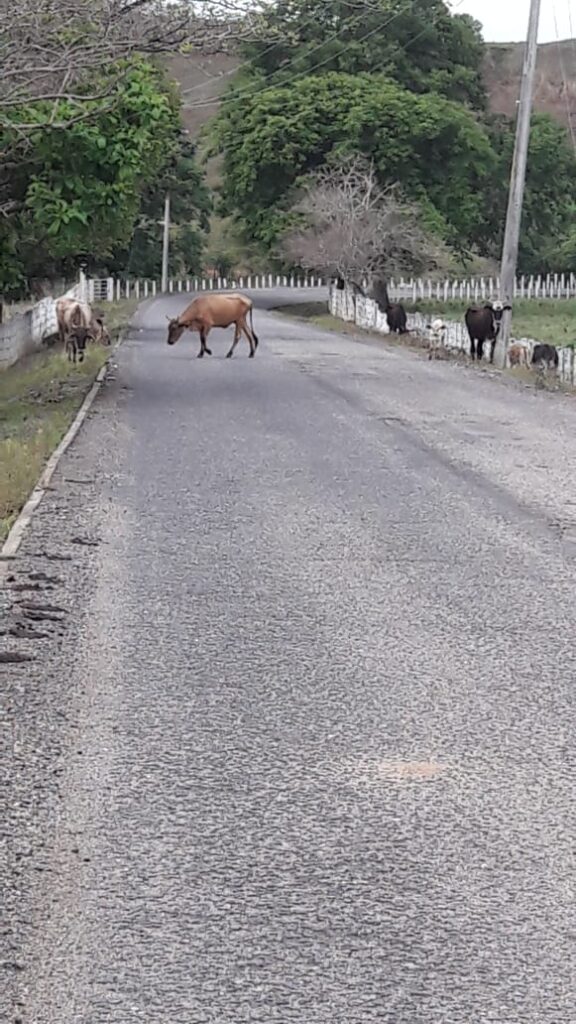 SAN LUIS GANADO SOBRE LA CARRETERA (1)