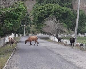 SAN LUIS GANADO SOBRE LA CARRETERA (1)