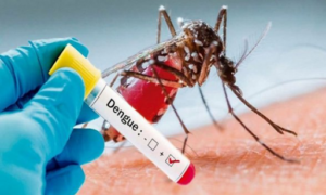 principal dengue