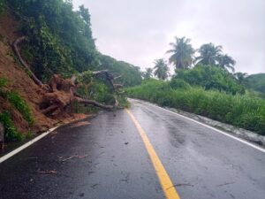 JUCHITÁN ÁRBOL CAÍDO