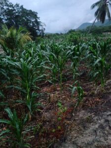 Marquelia Campesinos del municipio que ya recibieron fertilizante muestran la milpa de su siembra