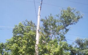 Marquelia Las ramas de los árboles se enredan en los cables de luz y peligra, dicen (2)