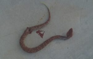 Marquelia Salen animales ponsozoños