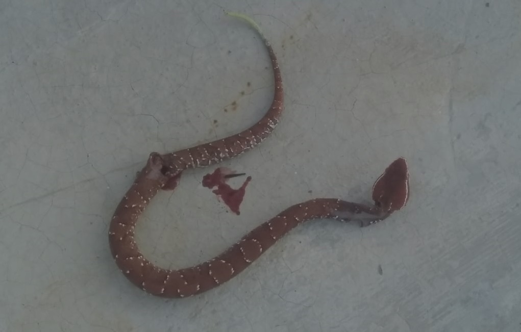 Marquelia Salen animales ponsozoños