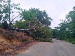 ROJA ÁRBOL CAÍDO