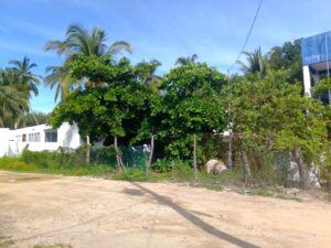 MARQUELIA TERRENOS CON MALEZA Y BASURA (1)