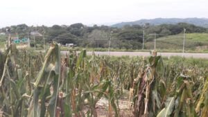 OME Áreas comunes del fraccionamiento