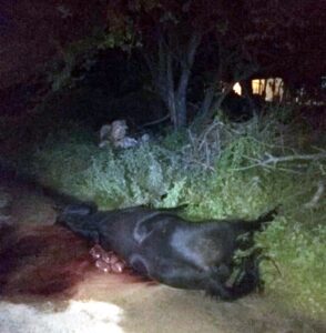 ROJA EL CABALLO