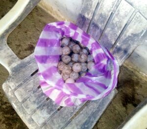 ROJA HUEVOS DE TORTUGA ASEGURADOS