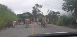 SAN LUIS VACAS CAMINANDO POR LA CARRETERA