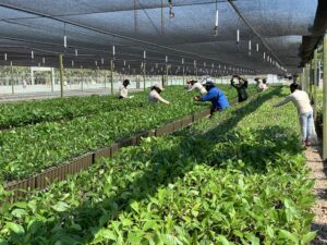 CRUZ GRANDE Mujeres deshierbando plantas