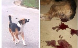 ROJA LA PUBLICACION DEL PERRITO HERIDO