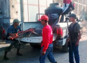 MARQUELIA ENTREGA DEL REPTIL AL DIRECTOR DE PROTECCIÓN CIVIL
