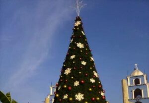 Marquelia Árbol en Zoyatlán