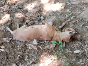 SAN LUIS EL CADAVER DEL PERRO (1)