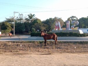 SAN LUIS CABALLOS EN CALLES DE LA CABECERA (2)