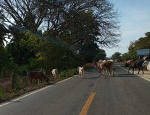 Igualapa El ganado deambula en una zona muy transitada (2)