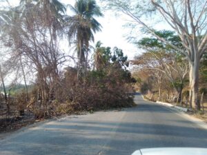MARQUELIA DAÑOS POR INCENDION Y CAIDA DE ARBOLES (1)