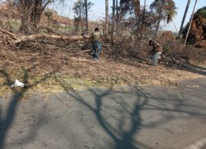 MARQUELIA RETIRAN ARBOL (1)