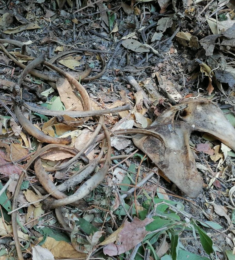 ROJA ENCUETRAN OSAMENTA
