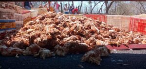 AZOYÚ GALLINAS MUERTAS (1)