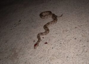 Marquelia Empezaron a salir reptiles