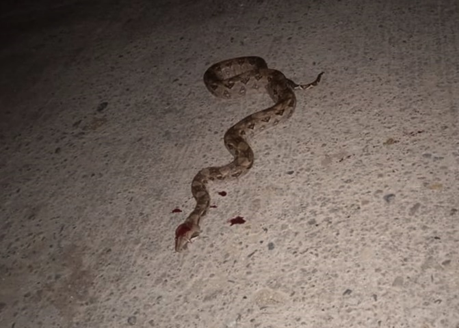 Marquelia Empezaron a salir reptiles