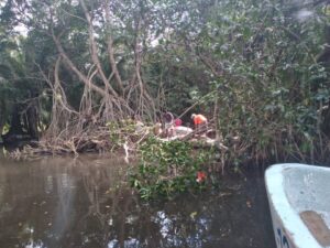 Marquelia El mangle obstruía el acceso a pescadores